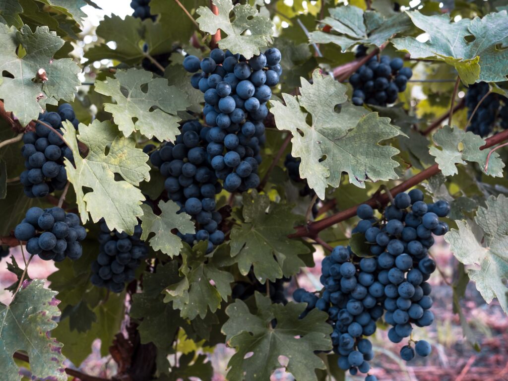 Purple grapes on vine