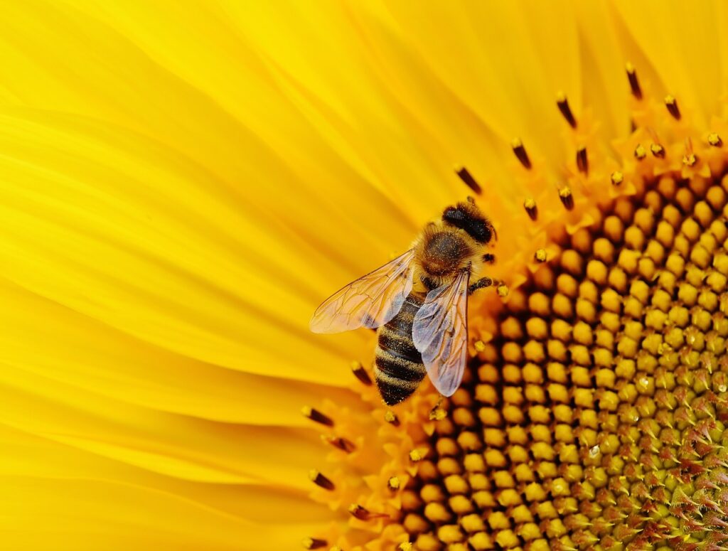 honey bee in sunflower